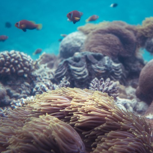 The Devastating Impact of Coral Reef Destruction on the Environment: An In-depth Analysis