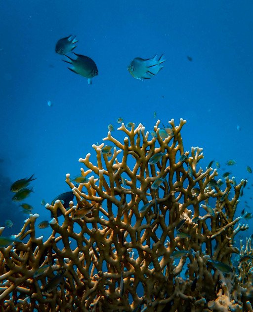 Coral Reef Degradation and Environmental Balance